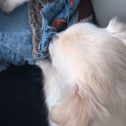 Raine - Cream and white female Chihuahua puppy in Amelia, Virginia from Pannell’s Precious Pups