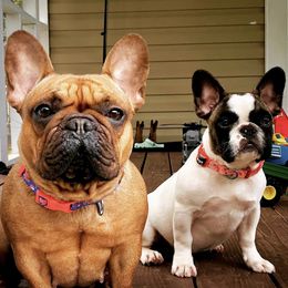 French Bulldogs from Pretty Little Frenchies
