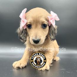 Lainey - 3500 - Cream female Dachshund puppy in Houston, Texas from Texas Regal Dachshunds LLC