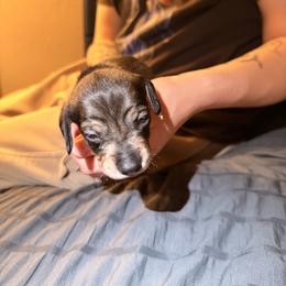 Male 4 (white collar) - Wild boar male Dachshund puppy in Modesto, California from Once Upon a Mini Dachshund