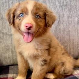 Jexi - Red merle female Australian Shepherd puppy in Charlotte, North Carolina from Awesome Aussies