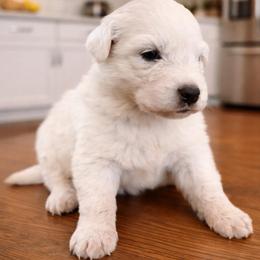 Girl 3 - White female Great Pyrenees puppy in Elfrida, Arizona from Outlaw Acres Farm & Kennels