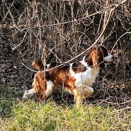 Huck - English Springer Spaniel