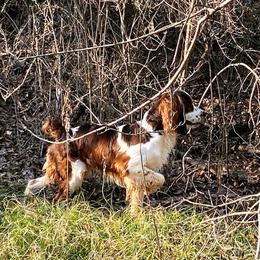 Huck - English Springer Spaniel