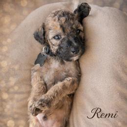 Remi - Wheaten male Whoodle puppy in Knoxville, Tennessee from Fleury Farm Doodles TN
