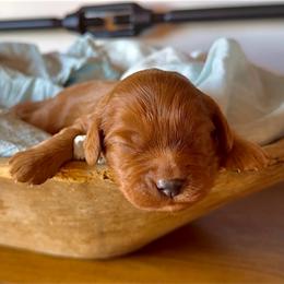 Rosie - Red female Cavapoo puppy in Knoxville, Tennessee from Dukes Forever Doodles