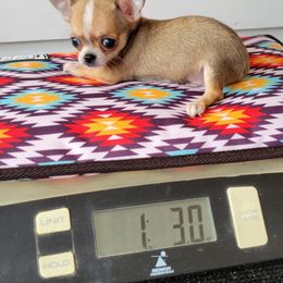 Tiny Tim - Black sabled fawn male Chihuahua puppy in Palmyra, Indiana from Country Star Chihuahuas