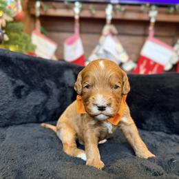 Yeti - Red male Australian Labradoodle puppy in Summerfield, North Carolina from Four Oaks Labradoodles