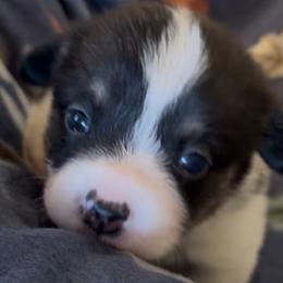 Tri Male 1 - Black and tan male Pembroke Welsh Corgi puppy in Weatherford, Texas from Flyin H Corgi’s