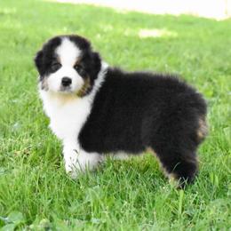Cade - Black tri-color male Australian Shepherd puppy in Easton, Missouri from MMA Kennel