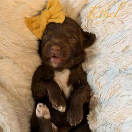 Yellow Collar - Chocolate female Goldendoodle puppy in Blanchard, Oklahoma from Dream Doodles by Dondi