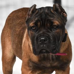 Magenta - Fawn female Cane Corso puppy in Sault Ste Marie, Michigan from Willow Creek Cane Corsos
