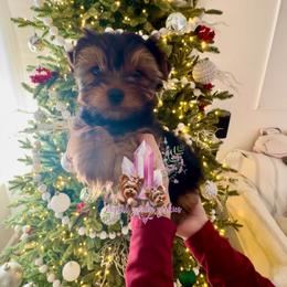 Flint (Ready Now) Big Boy - Black and tan male Yorkshire Terrier puppy in Pittsburg, California from Crystal Garden Yorkies