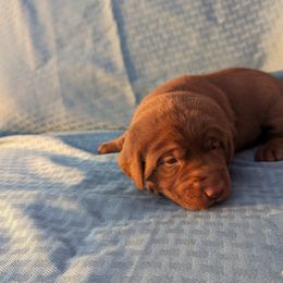 Dilute Retriever and Labrador Retriever Puppies from LC Hunting Labs, LLC.
