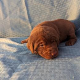 Dilute Retriever and Labrador Retriever Puppies from LC Hunting Labs, LLC.