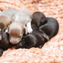 Dachshund Puppies from Miniature Alphas Dachshunds