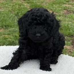 Border Collie and Poodle Puppies from Ross Vegas Kennels