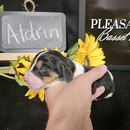 Aldrin - Black brown and white female Basset Hound puppy in Pleasant Lake, Michigan from Pleasant Bay Basset Hounds