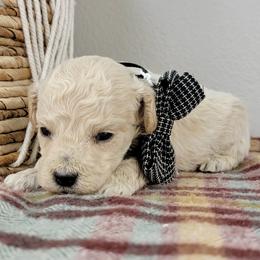Elvis - Cream male Goldendoodle puppy in Temecula, California from Oodles O'Doodles