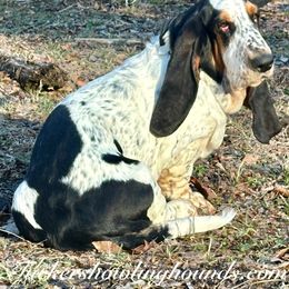 Huck - Basset Hound