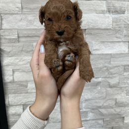 Cavapoo Puppies from Corrington Curls