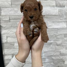 Cavapoo Puppies from Corrington Curls