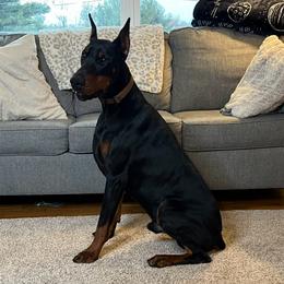 Kasic - Doberman Pinscher