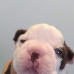 Boston Terrier Puppies from Bagosy's Boston Terriers 6