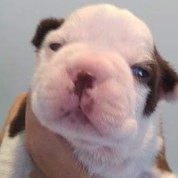 Boston Terrier Puppies from Bagosy's Boston Terriers 6