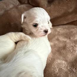 Otis - White male Maltese puppy in Coats, North Carolina from Angie's Puppies