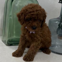 Marko - Red  male Goldendoodle puppy in Mint Hill, North Carolina from DoodleForever