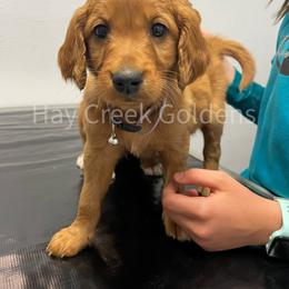 Goldendoodle Puppies from Hay Creek Acres Goldens