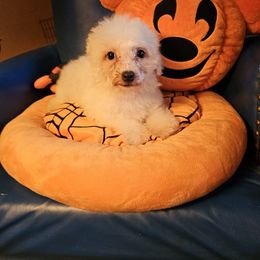 Brownie - White and buff male Bichon Frise puppy in Chatham, Illinois from Bichon Frise Partnership