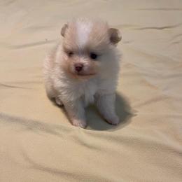 Boy 3 - Cream male Pomeranian puppy in Jamestown, California from Park Avenue Poms