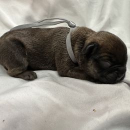 Gray collar Boy - Fawn male French Bulldog puppy in Billings, Montana from Montana Made Frenchies