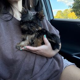 Auggie - Black and tan male Yorkshire Terrier puppy in Daleville, Indiana from Monarch Yorkshire Terriers
