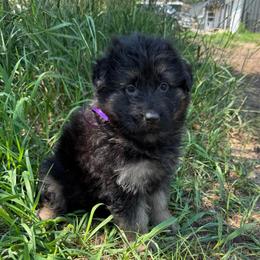 Purple female - Black and red female German Shepherd puppy in Herrick, South Dakota from Dakota Shepherds Kennels