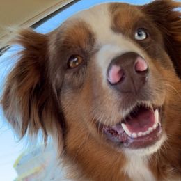 Honey - Australian Shepherd