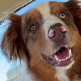 Honey - Australian Shepherd