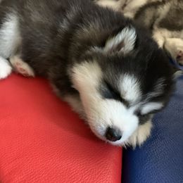 Alaskan Huskies from Elite Therapy Pups