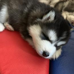 Alaskan Huskies from Elite Therapy Pups