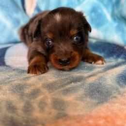 Buzz - Blue merle male Miniature Australian Shepherd puppy in Buchanan, Georgia from Stanleyville Farm Mini Aussies