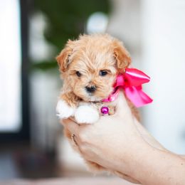 Bubbles - Maltipoo puppy in St. George, Utah from Family Doodles