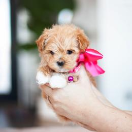 Bubbles - Maltipoo puppy in St. George, Utah from Family Doodles