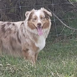 Miniature Australian Shepherds from K&L Aussies
