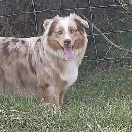 Miniature Australian Shepherds from K&L Aussies