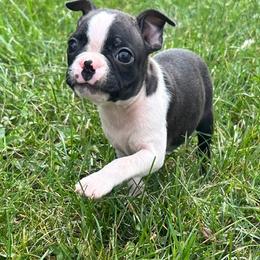 Uno - Black brindle and white male Boston Terrier puppy in Fillmore, Illinois from Wind Hill Puppies
