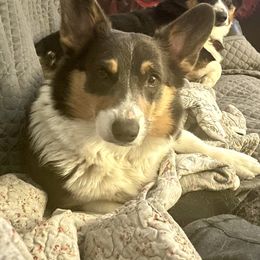 Minnie - Pembroke Welsh Corgi
