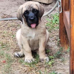Cher (FEMALE)(purple) - Fawn female Mastiff puppy in Conroe, Texas from Southern Star English Mastiffs