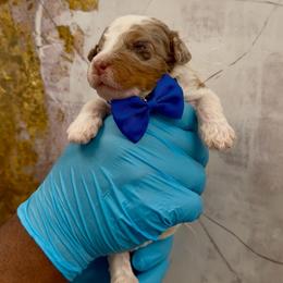 Twix - Chocolate merle male Bernedoodle puppy in Richmond, Texas from Harper’s Heartbeats